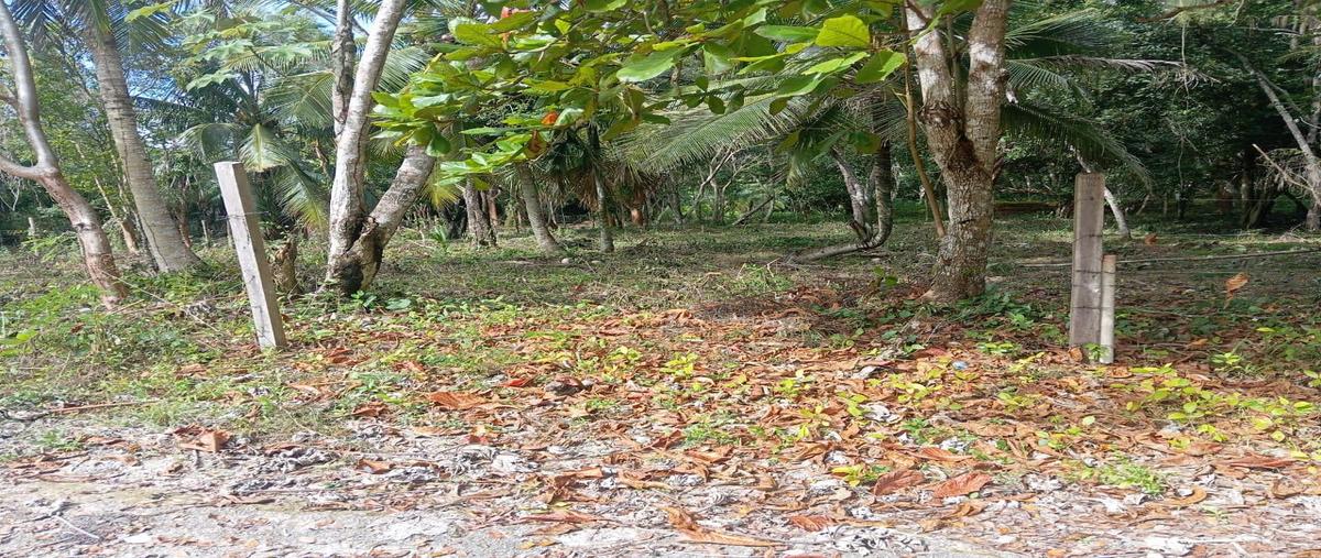 Foto de terreno habitacional en venta en  , aarón merino [colonia], bacalar, quintana roo, 0 No. 03